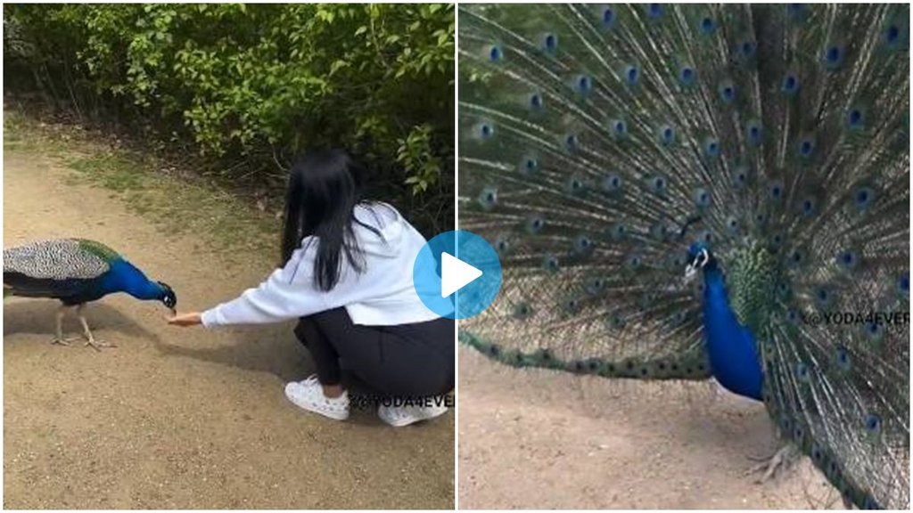 peacock viral video, peacock video viral, trending news, peacock thank you to girl, peacock viral video, peacock video viral, trending news, peacock thank you to girl,