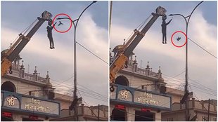 pigeon rescue, pigeon rescue viral video,