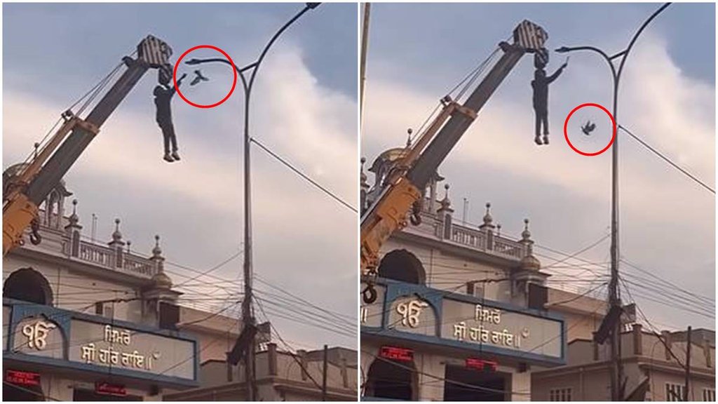 pigeon rescue, pigeon rescue viral video,