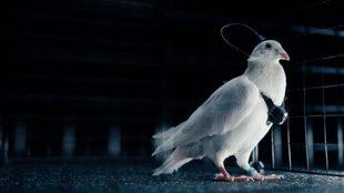 pigeon drone, pigeon biodrone, birds as drone, bird drone