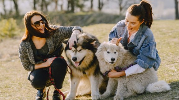 protect pet dog from cold , protect pet dog in winter, kutton ka care kaise kare, Dogs in cold weather chart