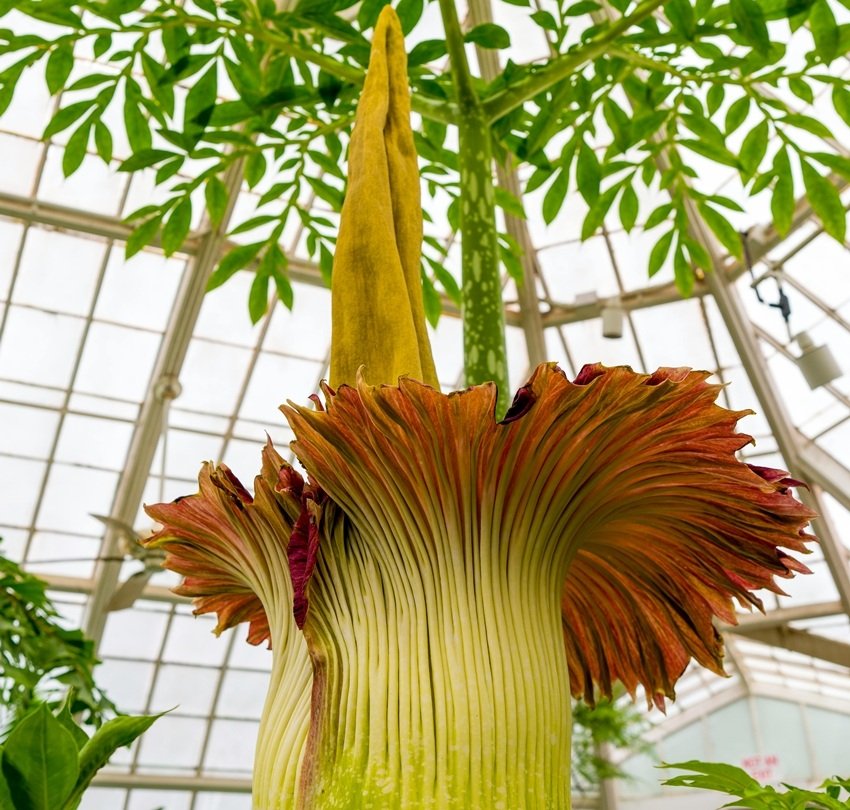 rotting flesh smell plant