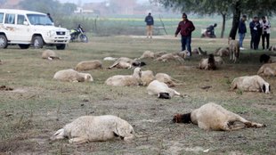 sheep death| lucknow news| UP news