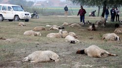 लखनऊ में 170 भेड़ों की रहस्यमय मौत, सीएम योगी ने किया 10 हजार रुपये के मुआवजे का ऐलान