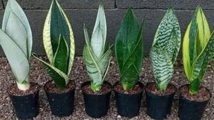 snake plant, snake plant take care