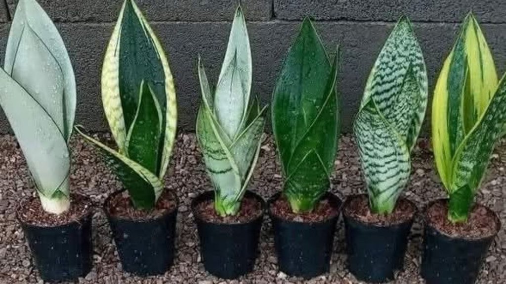 snake plant, snake plant take care