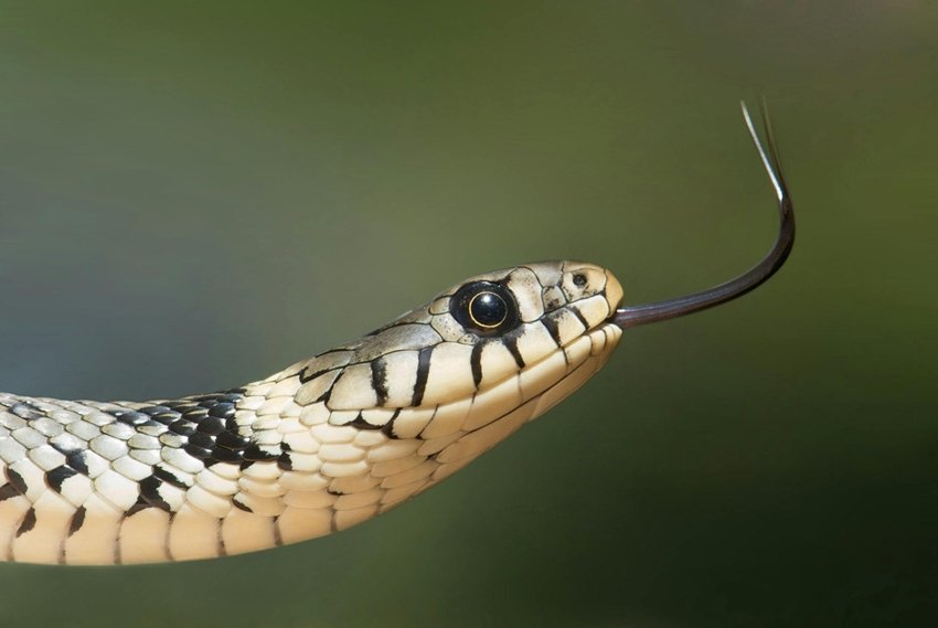 snake venom benefits