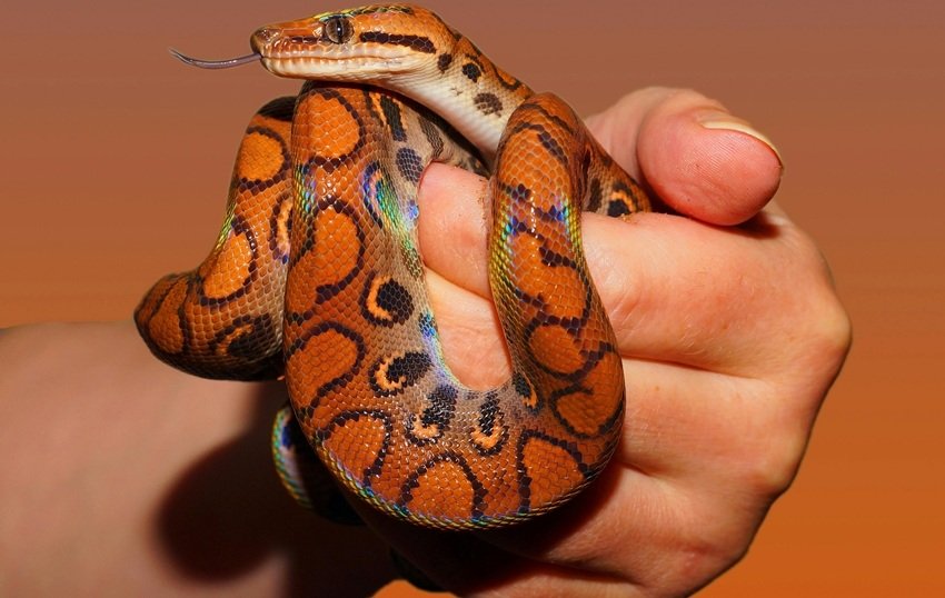 snake venom medicine