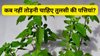 तुलसी की पत्तियां तोड़ते समय दिन का जरूर रखें ध्यान, वरना भुगतना पड़ सकता है भारी नुकसान