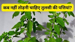 तुलसी की पत्तियां तोड़ते समय दिन का जरूर रखें ध्यान, वरना भुगतना पड़ सकता है भारी नुकसान