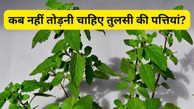 तुलसी की पत्तियां तोड़ते समय दिन का जरूर रखें ध्यान, वरना भुगतना पड़ सकता है भारी नुकसान