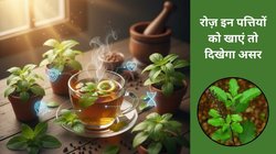 सर्दियों का सुरक्षा कवच है ये जादुई जड़ी-बूटी, खांसी-जुकाम से लेकर स्ट्रेस कम करने तक, रिसर्च से जानें इसके 6 बेमिसाल फायदे