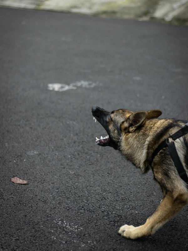 why do dogs bark at certain people