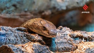 10 Most Venomous Species Ever Recorded by Science