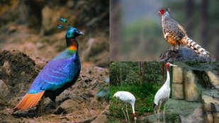 7 Rare Birds of Nepal That Are Disappearing From the Wild