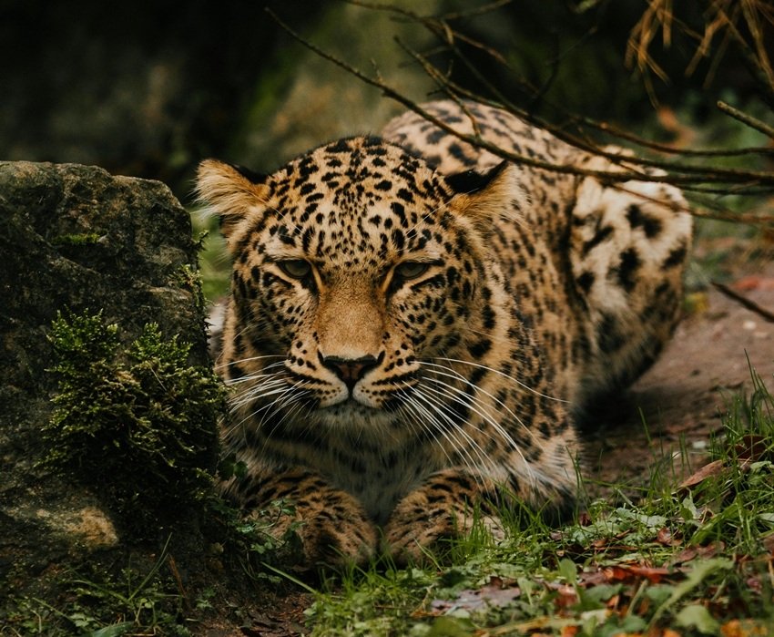 AMUR LEOPARD