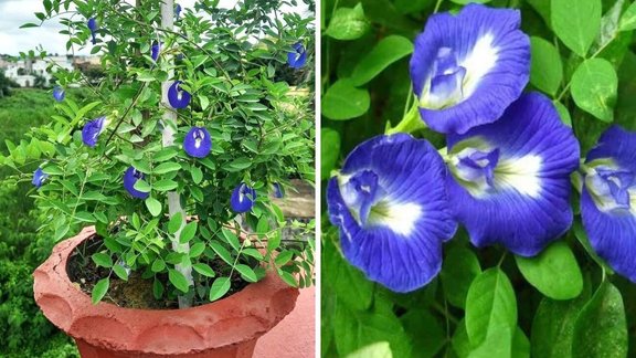 aparajita ke paudhe ki dekhbhal, Aparajita plant in winter