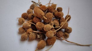 Gorakhmundi Health Benefits, Gorakhmundi ke fayde, gorakhmundi benefits for stomach problems, Benefits of Gorakhmundi, Ayurvedic herb Gorakhmundi, Ayurvedic medicine for digestion and kidney, how to consume Gorakhmundi, गोरखमुंडी के फायदे, गोरखमुंडी का पौधा, पेट की गंदगी साफ करने के उपाय, पेट दर्द में गोरखमुंडी, दस्त में गोरखमुंडी के फायदे, पेट की सफाई के घरेलू उपाय, आयुर्वेद में गोरखमुंडी, पेट की गंदगी को जड़ से साफ करने के लिए गोरखमुंडी, गोरखमुंडी का सेवन कैसे करें, गोरखमुंडी के अनगिनत फायदे, पेट दर्द और दस्त में गोरखमुंडी के फायदे, गोरखमुंडी का काढ़ा कैसे बनाएं, पेट की गंदगी को जड़ से साफ करने के लिए गोरखमुंडी