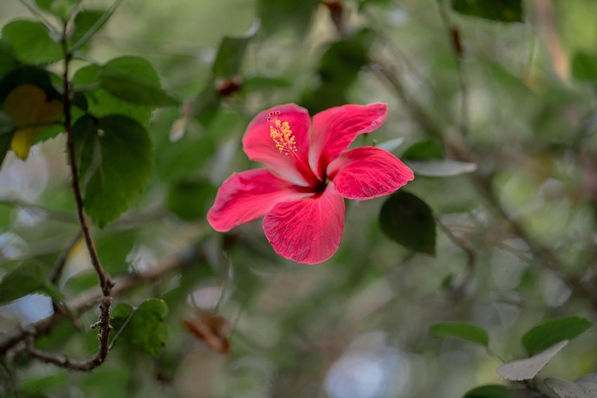 Ayurvedic remedies for cholesterol