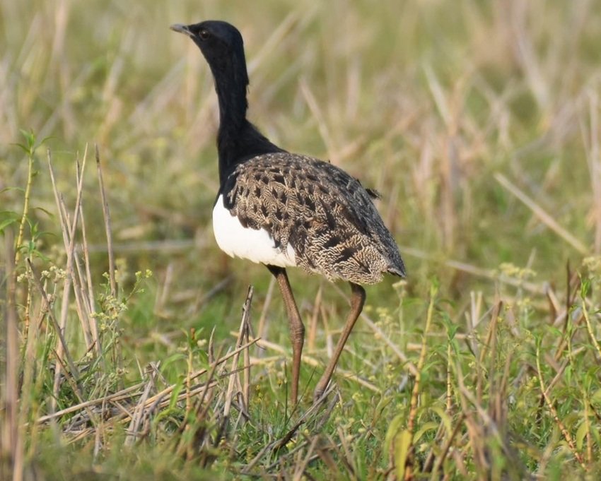 BENGAL FLORICAN