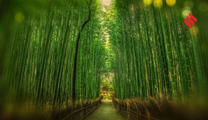 City of Bamboo