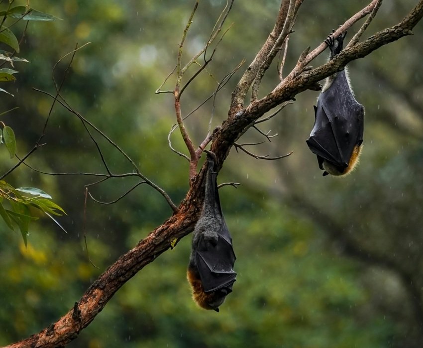 Bats sleep upside down so takeoff is a simple drop