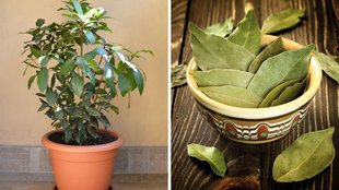 Bay Laurel tree, Grow Bay Laurel tree at Home, Bay Laurel tree in pot