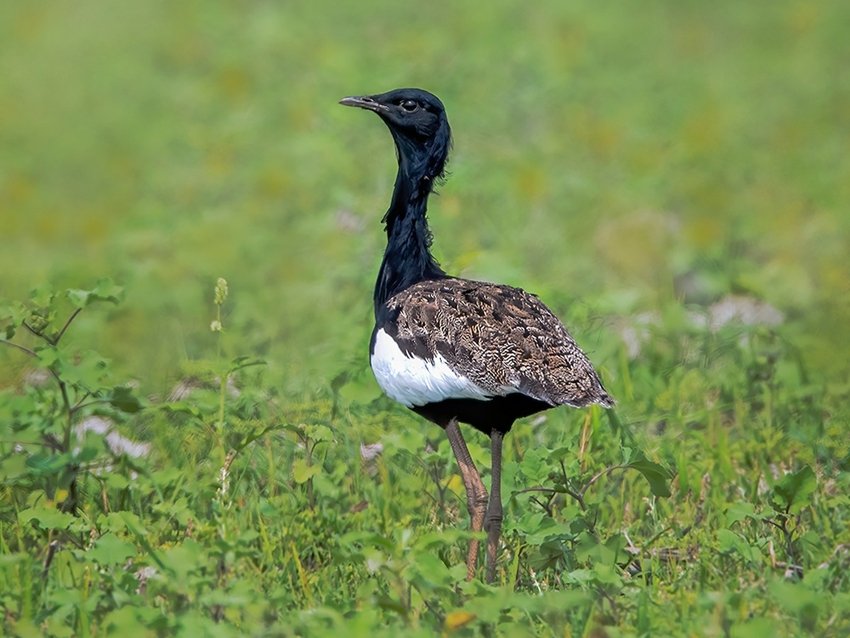 Bengal Florican