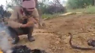 Madhya Pradesh Bhind Man Seen Taking with cobra viral video created buzz