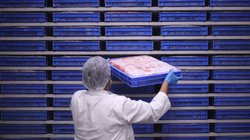 भागीरथपुरा मामले के बाद भोपाल में गौमांस बना भाजपा की मुसीबत, बीएमसी पर लग रहे गंभीर आरोप