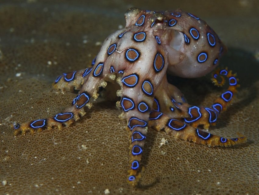 Blue ringed octopus