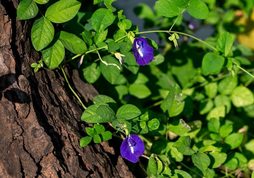 Butterfly Pea Flower
