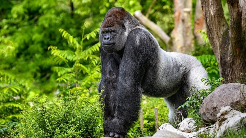 CROSS RIVER GORILLA