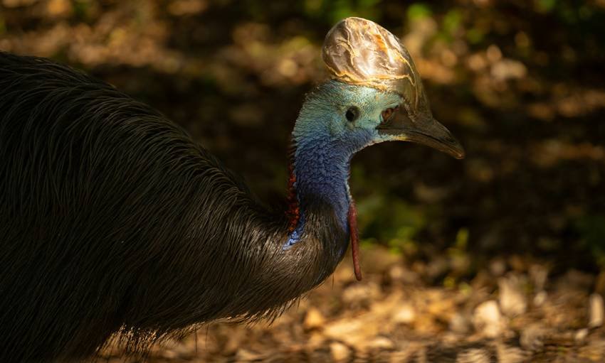 cassowary facts