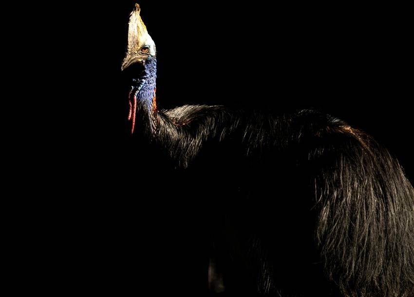 dangerous birds in the world