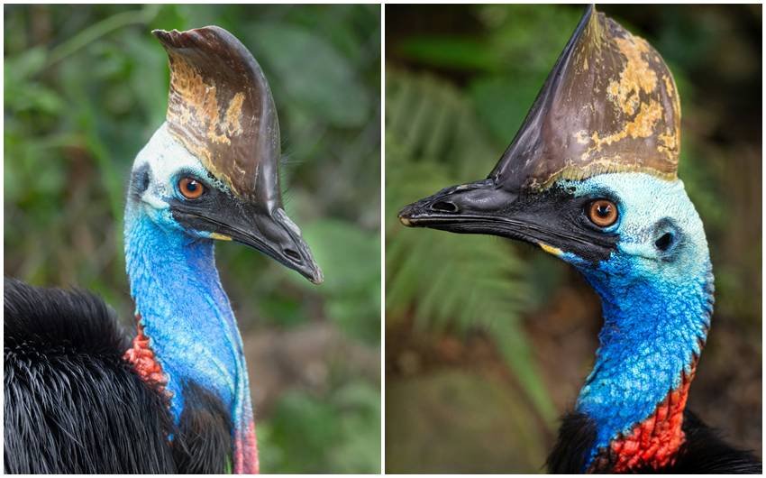 cassowary is deadliest birds on earth