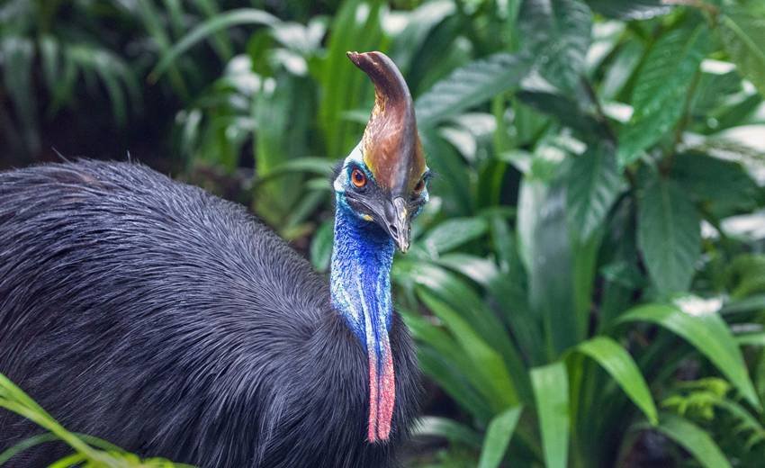  cassowary bird Facts