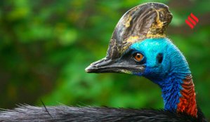 Cassowary world’s most dangerous bird
