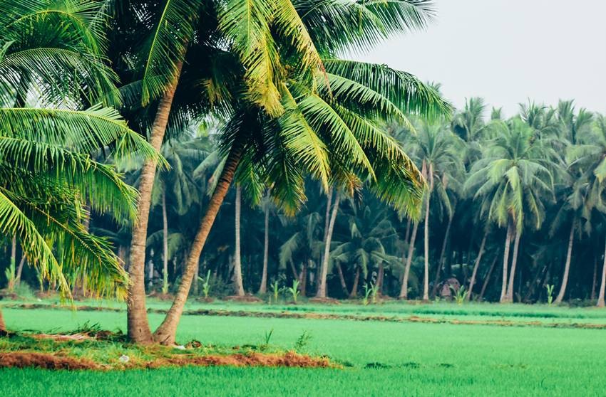 Lakshadweep islands coconut trees