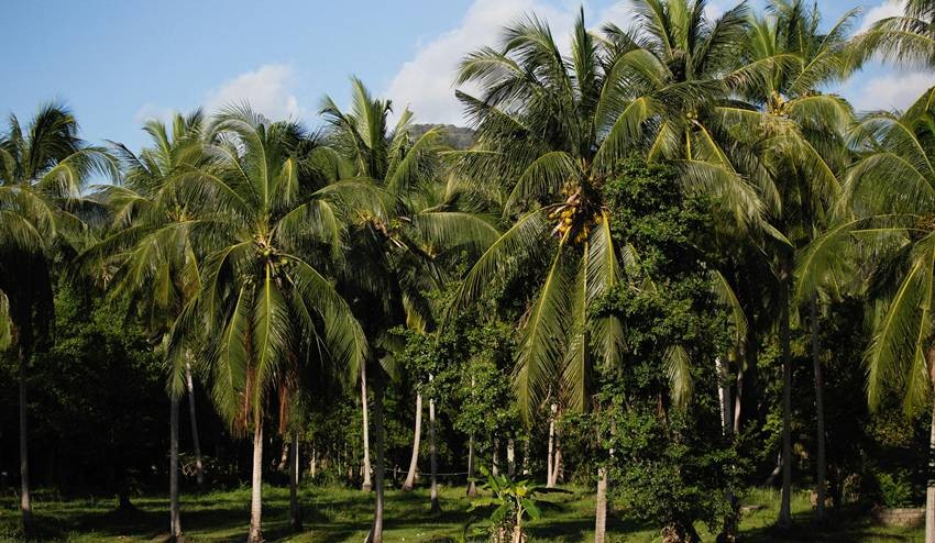 Coconut based economy in Lakshadweep