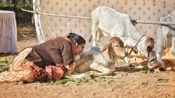 मध्य प्रदेश में गोबर-गोमूत्र से कैंसर इलाज का दावा, रिसर्च पर 3.5 करोड़ खर्च के बाद सवाल – पैसा गया कहां? जांच शुरू