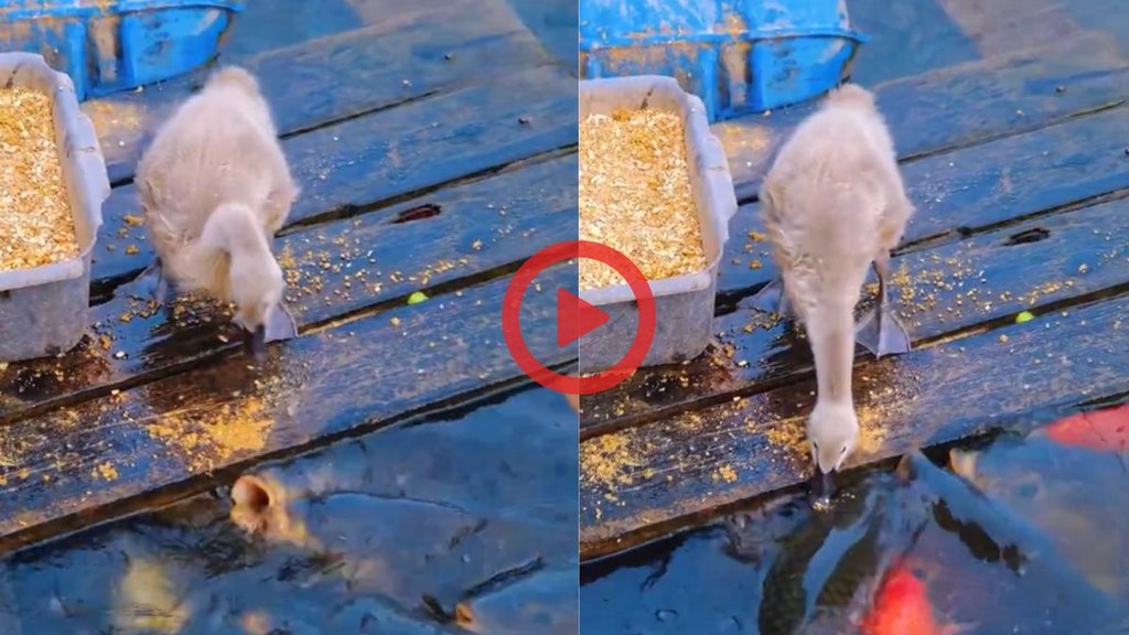 Duck feeding fish near a pond in wholesome viral video