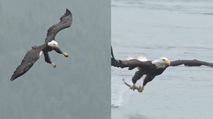 Eagle Hunts Fish With Perfect Aim Amid Heavy Rain and Fog Viral Video