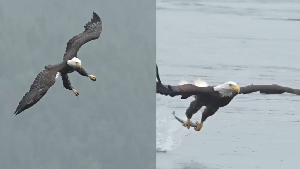 Eagle Hunts Fish With Perfect Aim Amid Heavy Rain and Fog Viral Video