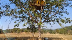 ‘पूरा परिवार खत्म हो गया’, खाली होते गांव और फैली दहशत; झारखंड में 20 लोगों को मारने वाले हाथी की तलाश की कहानी