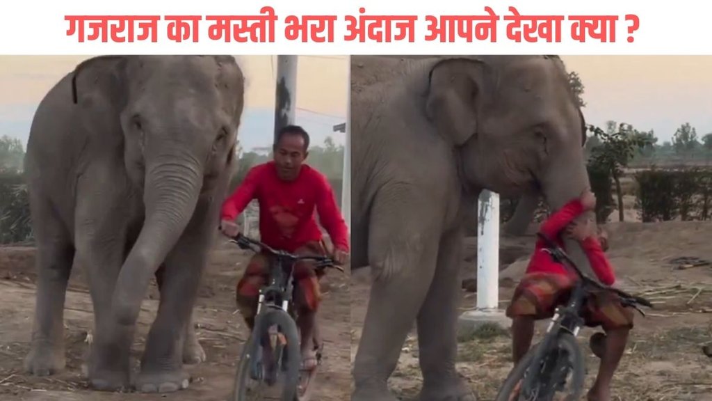 Elephant seen playing with his caregiver viral video is pure bliss