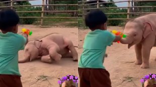 Give Him an Oscar Baby Elephant Hilarious Acting Goes Viral