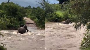 Elephant Mother Saves Calf From Swollen River in Kruger National Park Viral Video