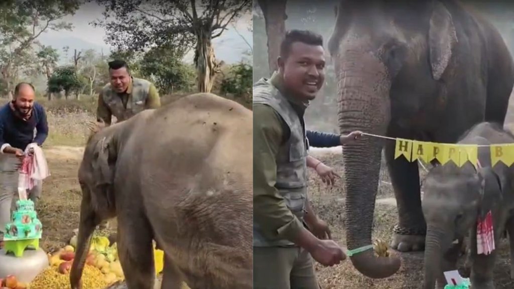 Caretaker celebrates baby elephant birthday in Kaziranga national park viral video melts heart online