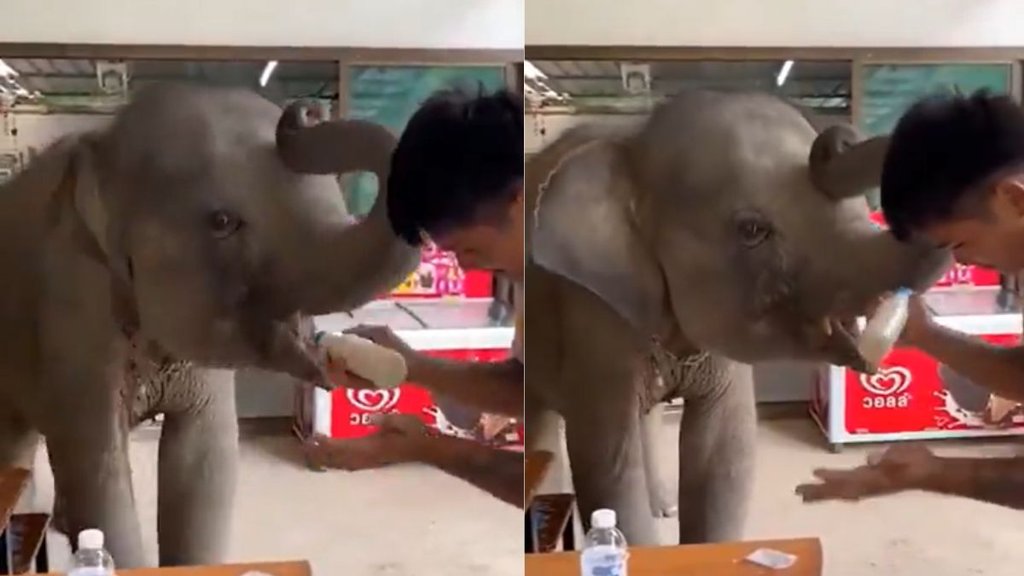 Baby Elephant Walks Into Cafe Like a Customer Viral Video Melts Hearts